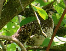 Crested Bobwhite